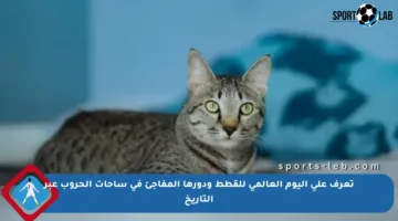تعرف على اليوم العالمي للقطط ودورها المفاجئ في ساحات الحروب عبر التاريخ